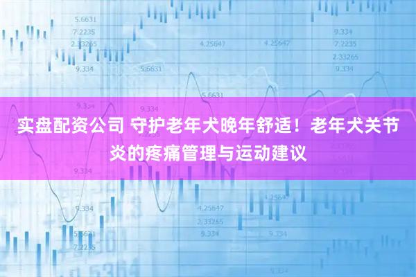 实盘配资公司 守护老年犬晚年舒适！老年犬关节炎的疼痛管理与运动建议